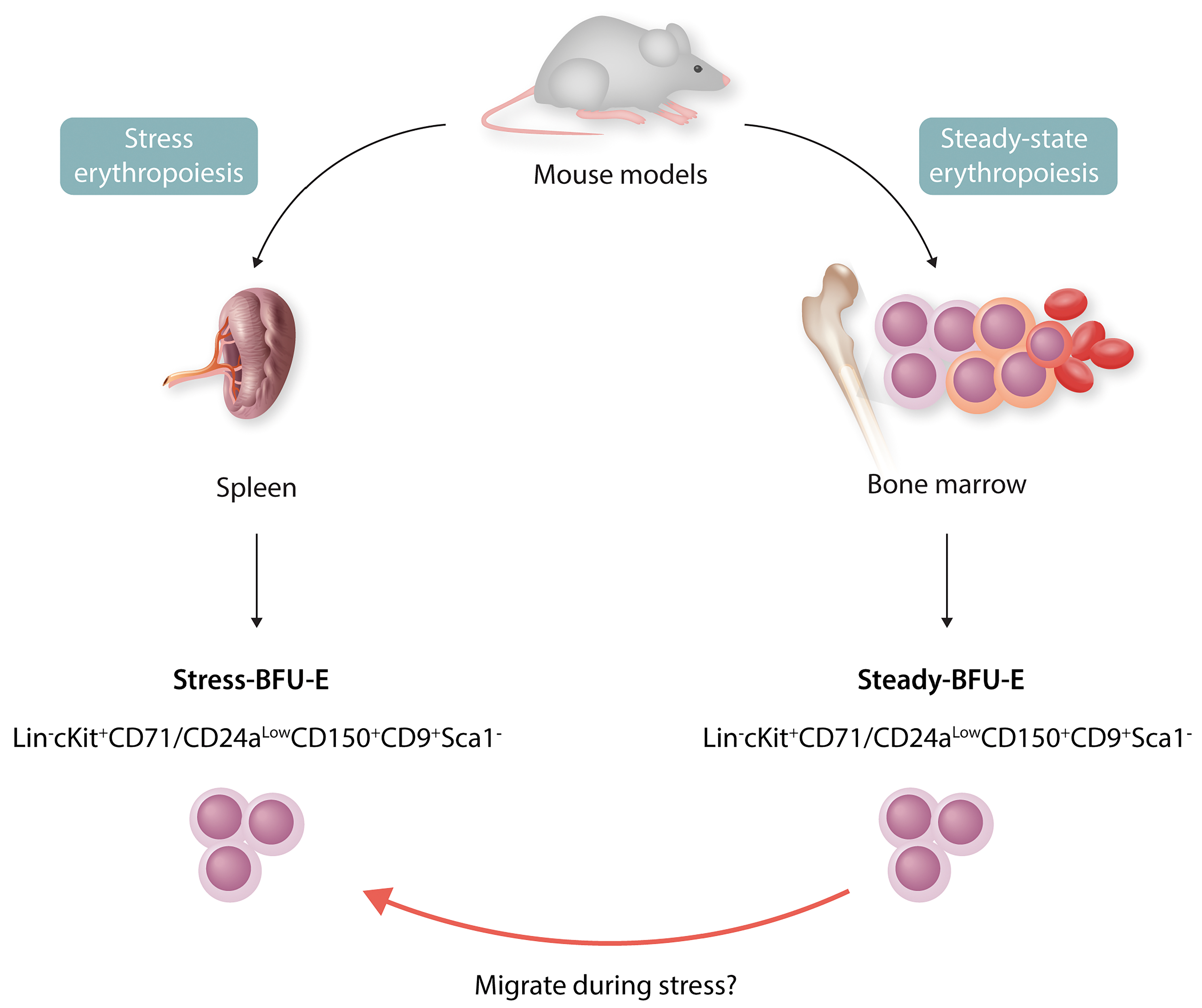 erythropoiesis