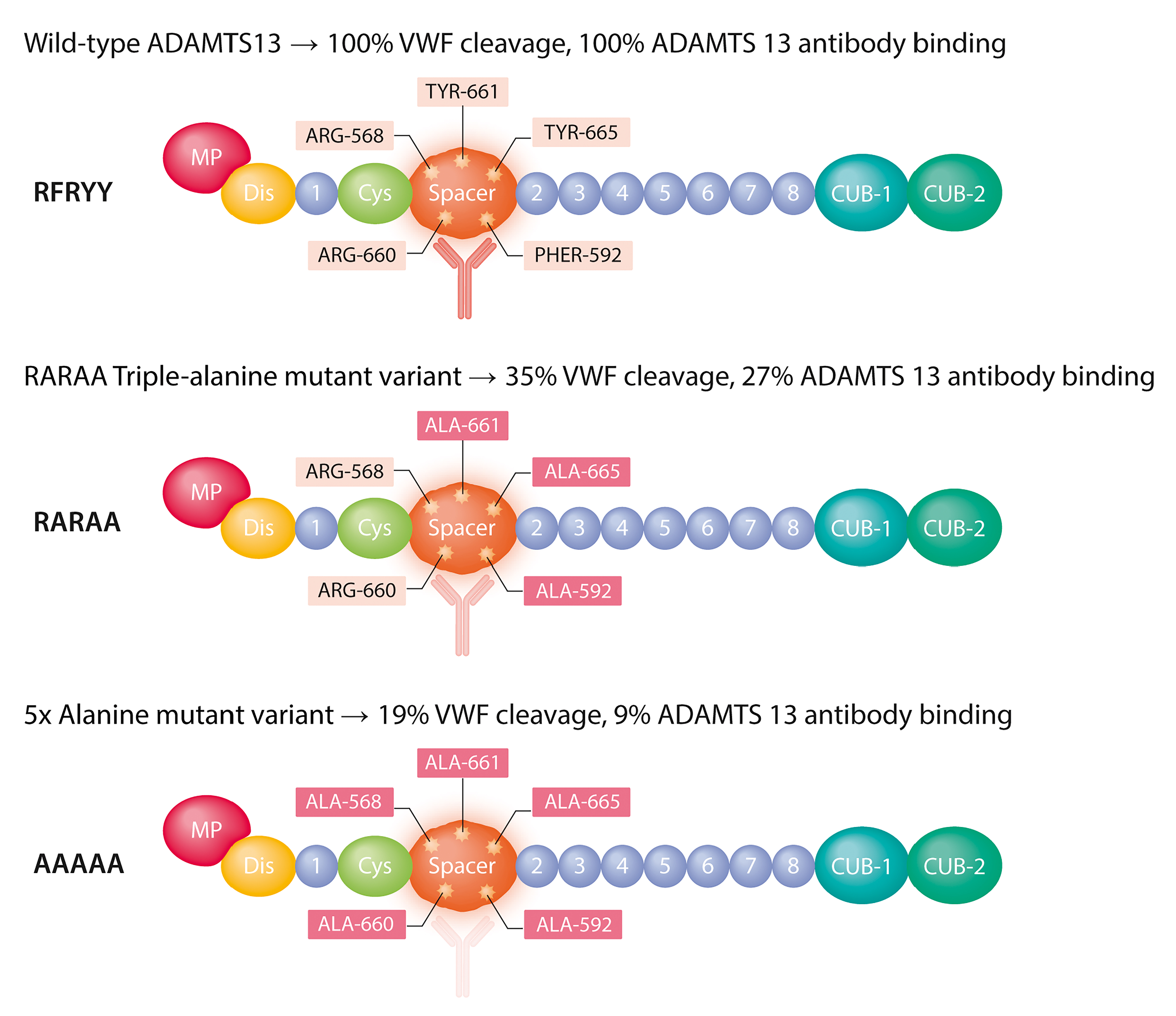 von willebrand factor adamts13