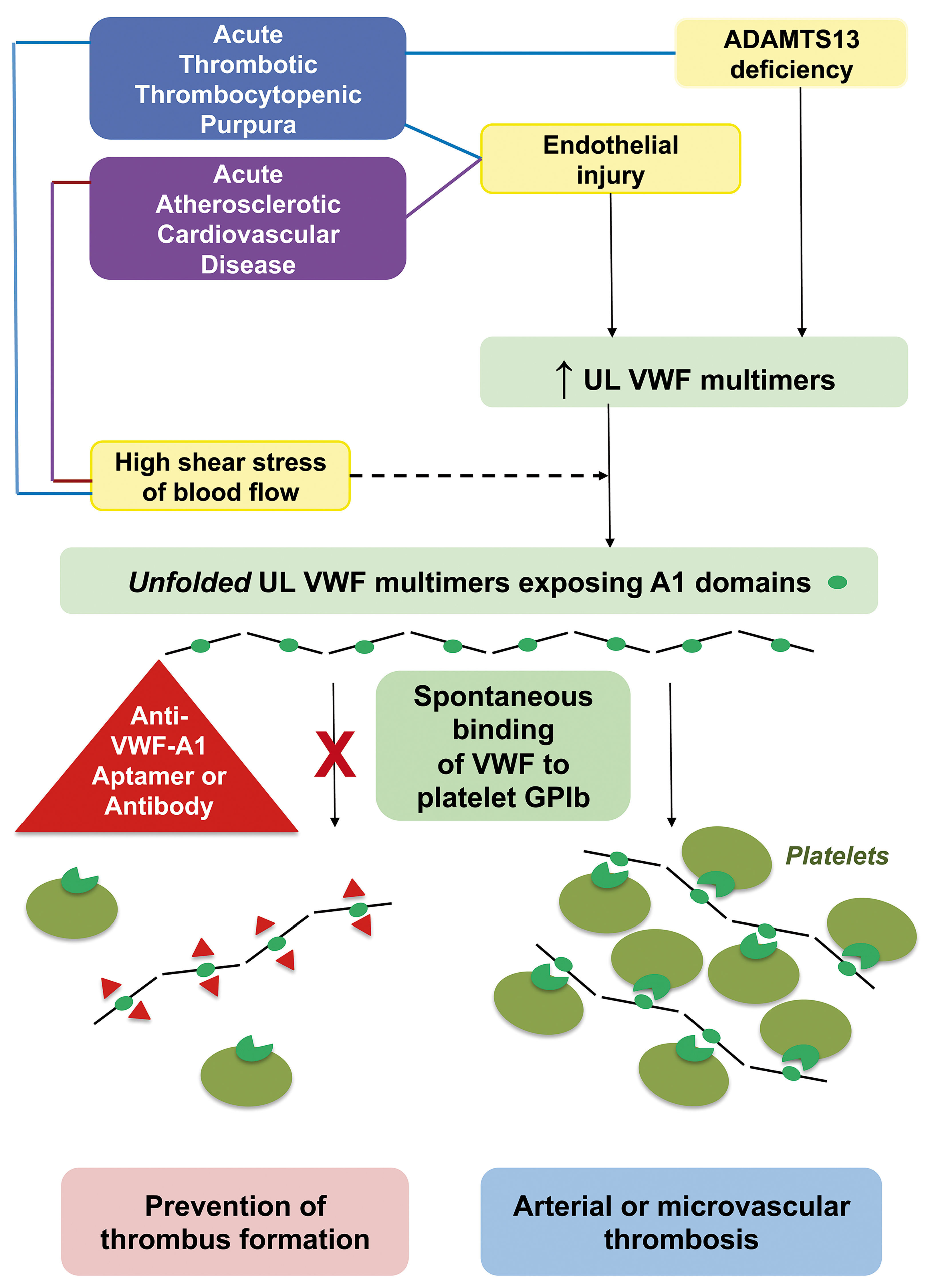 von willebrand factor adamts13