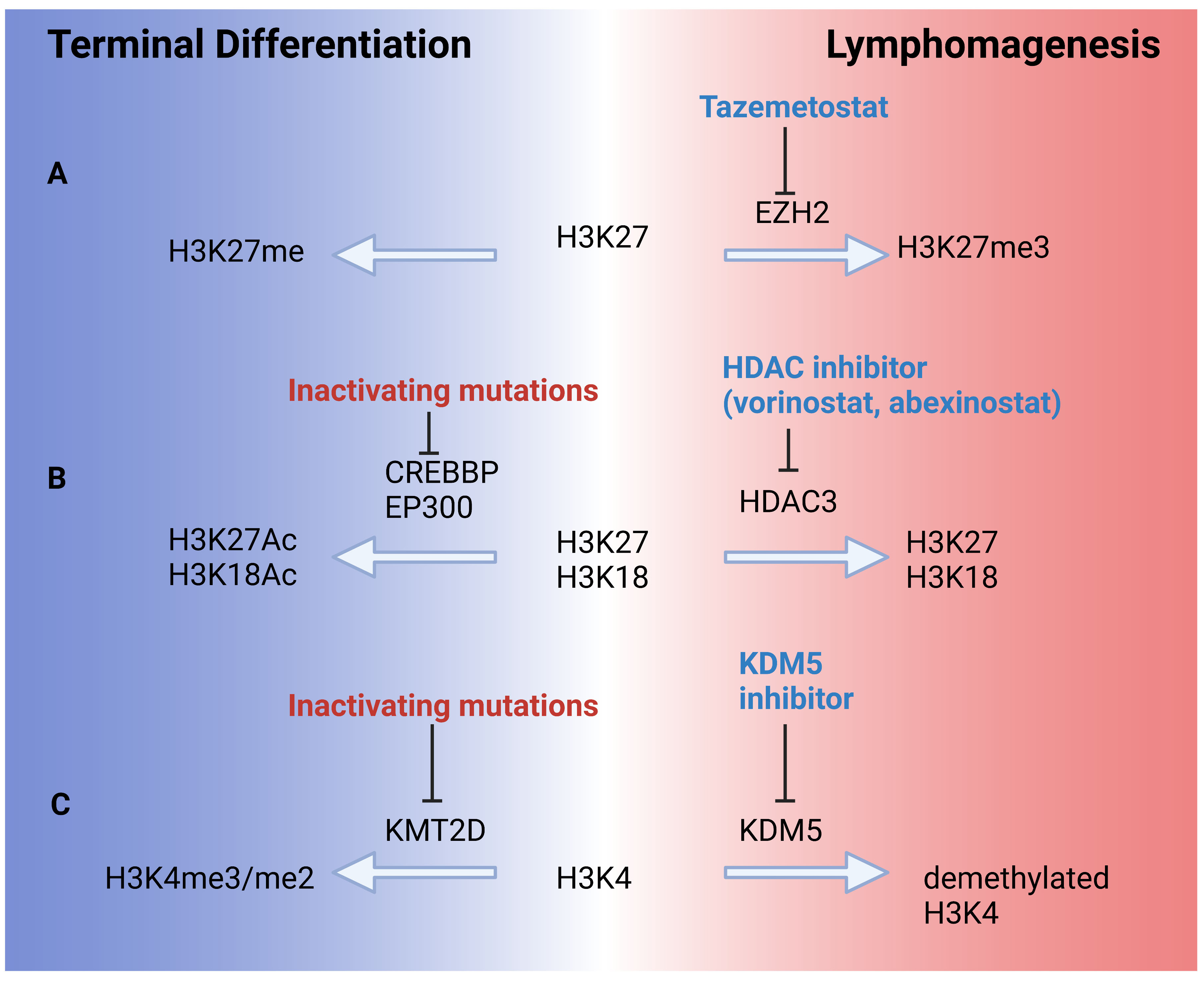 CAR T Cells: Second-Line Treatment Option for NHL? - NCI