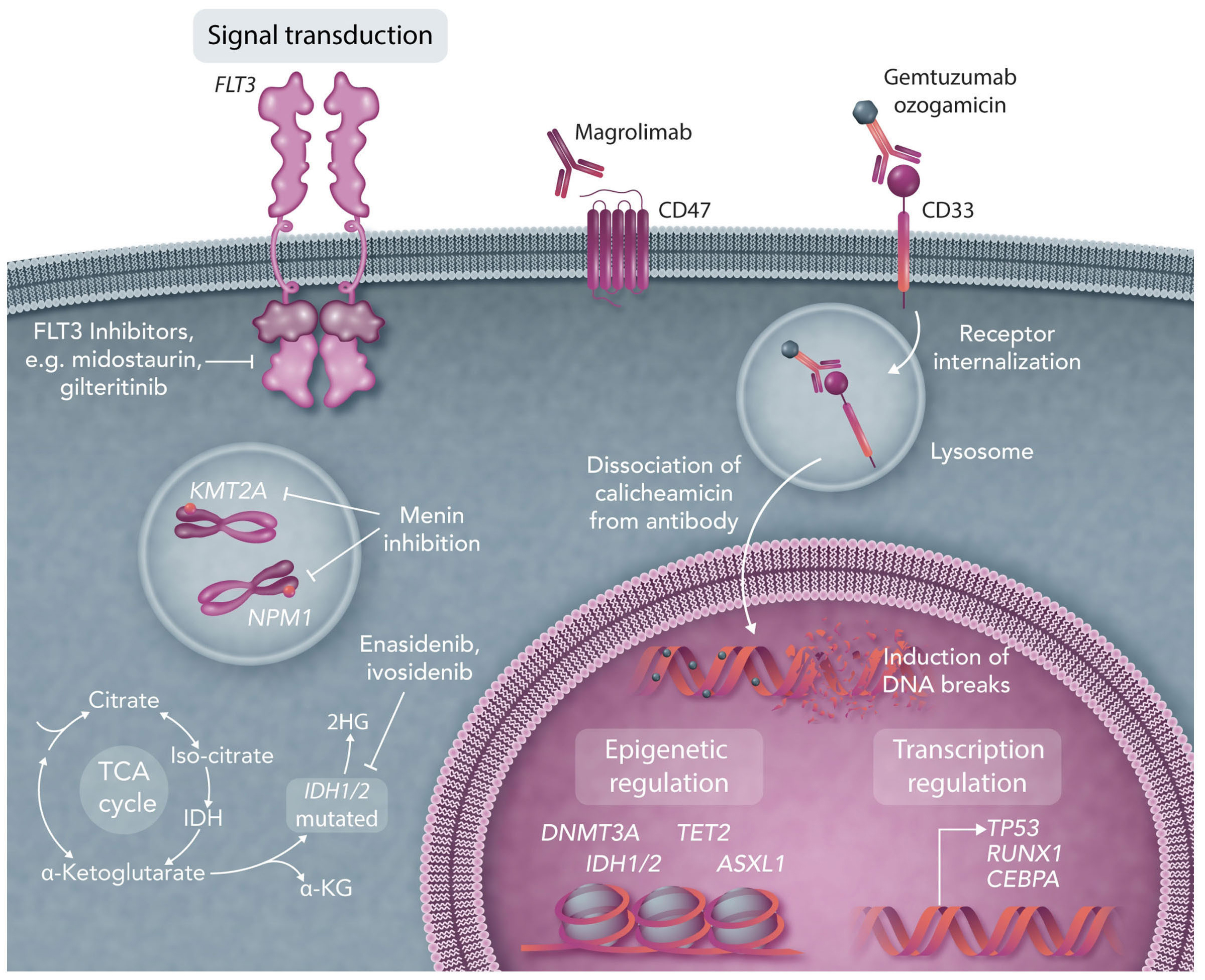 Targeting menin: a promising therapeutic strategy for susceptible acute  leukemia subtypes