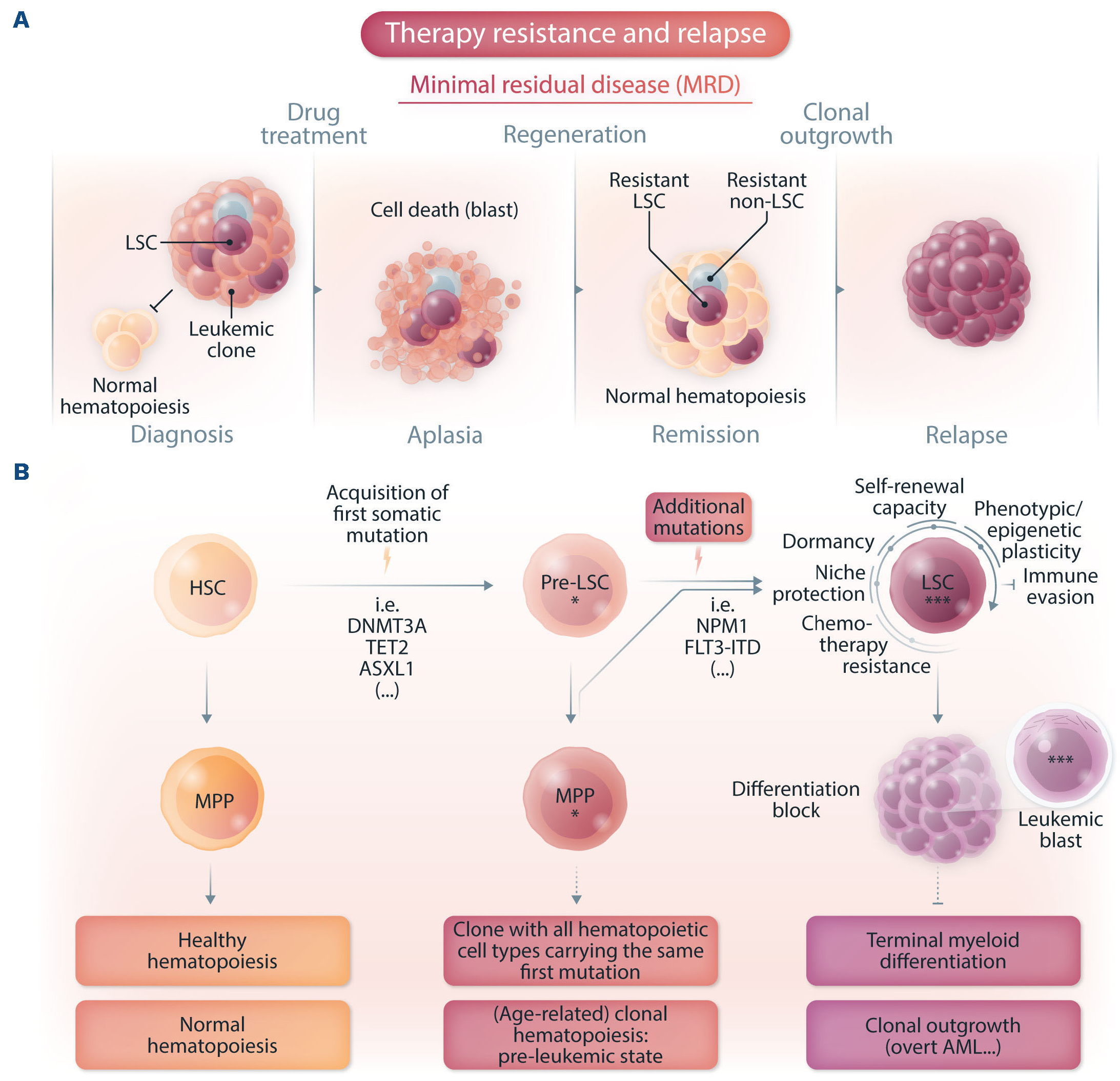 Leukemic Stem Cells And Therapy Resistance In Acute Myeloid Leukemia Haematologica 5922