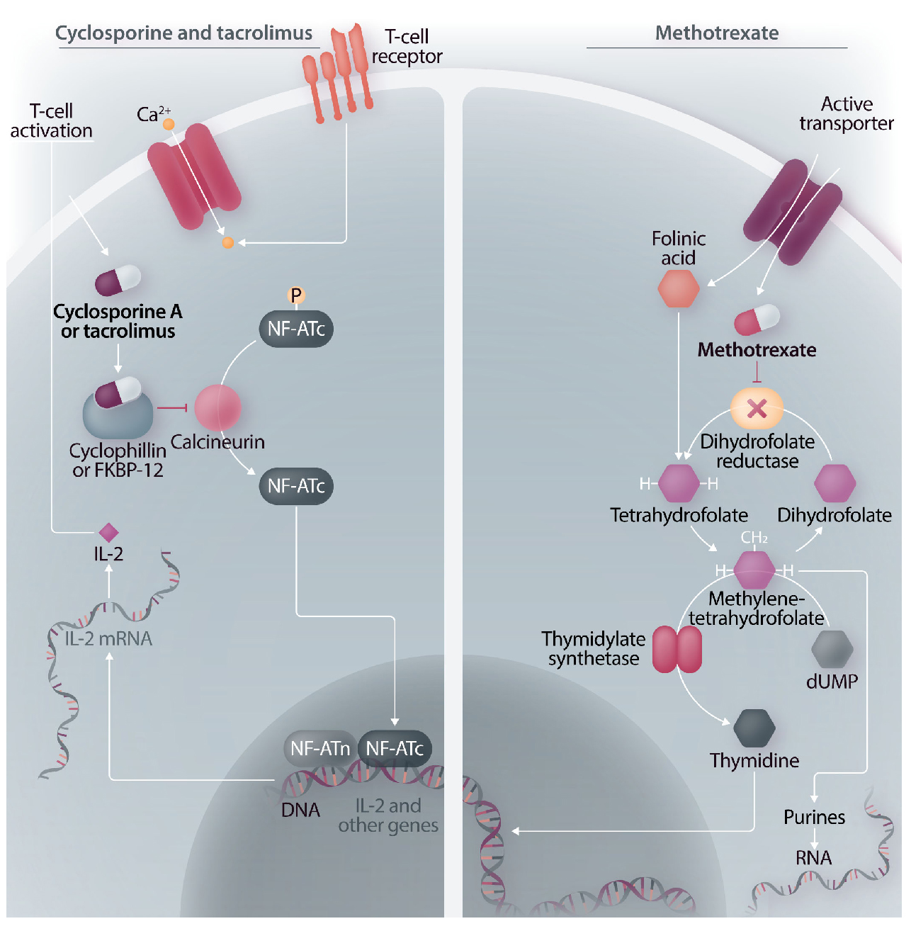 Methotrexate Mechanism Of Action In Cancer