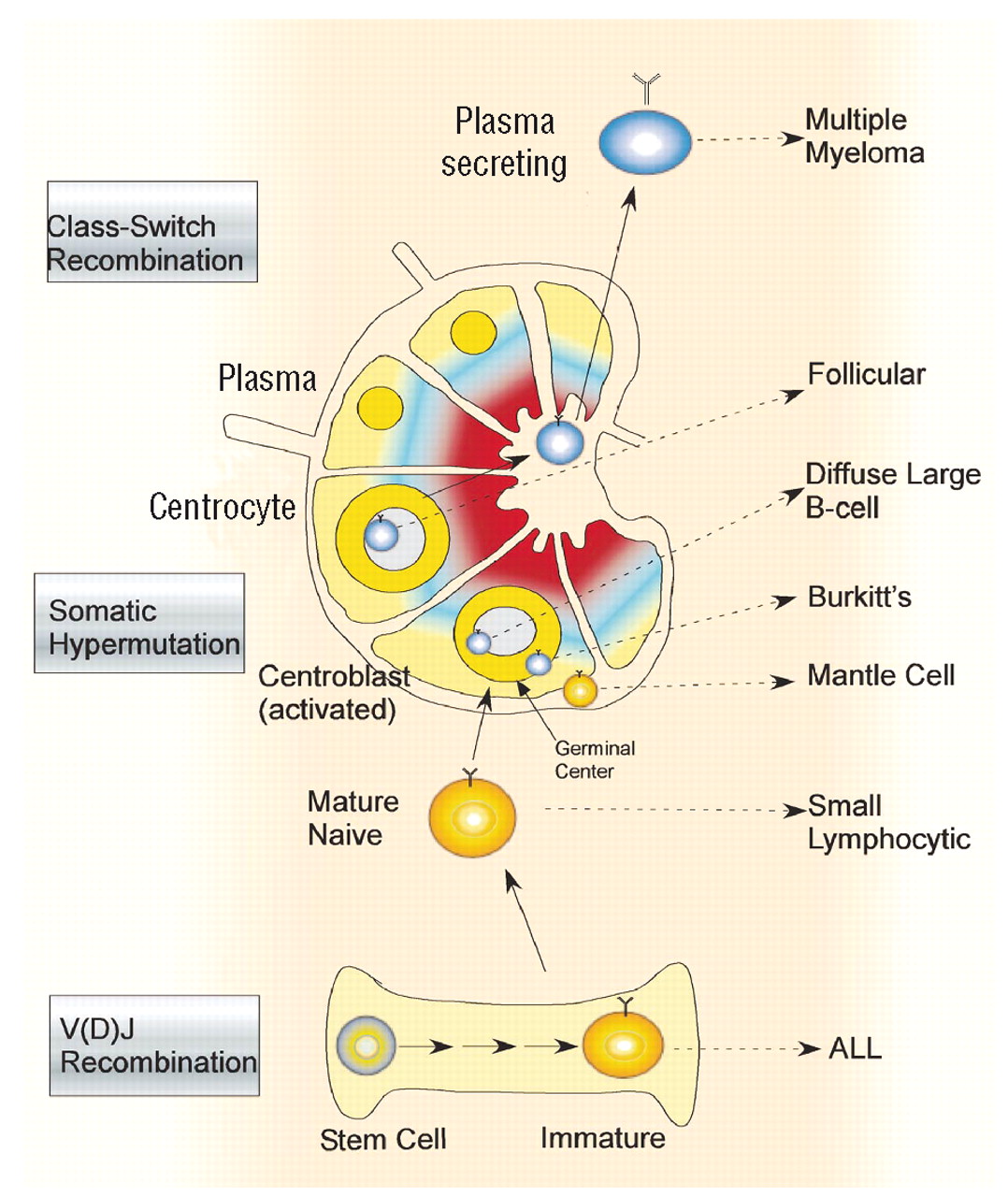 Genetic Susceptibility To Lymphoma Haematologica