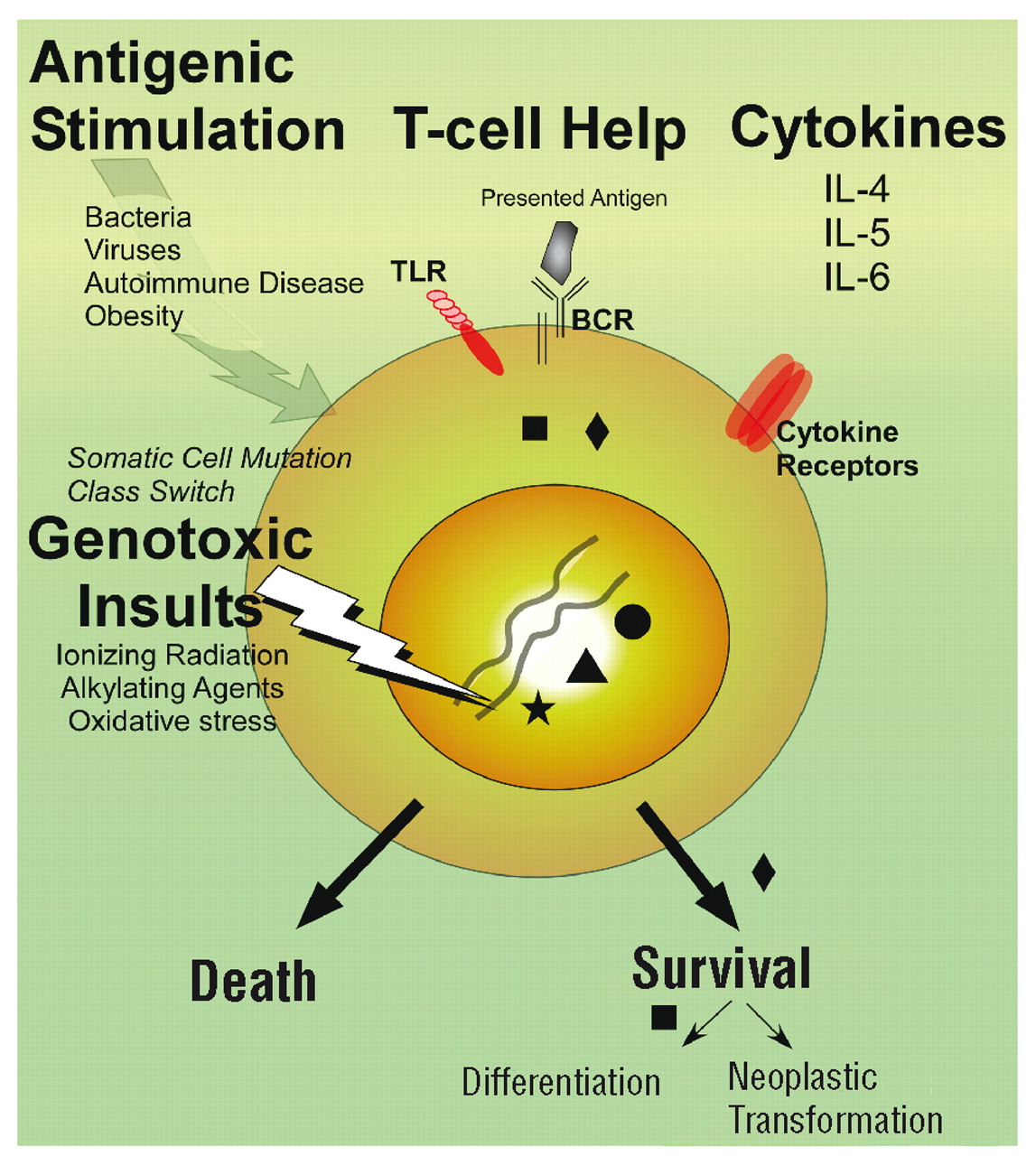 Genetic susceptibility to lymphoma | Haematologica