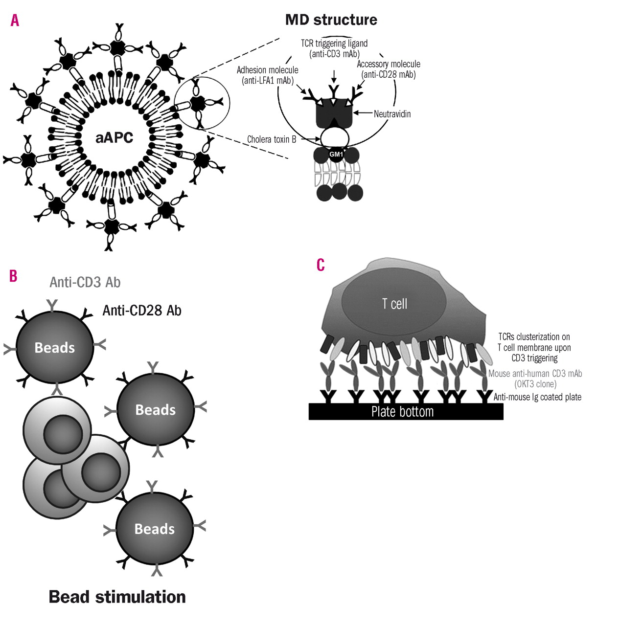 The Effect Of Artificial Antigen Presenting Cells With Preclustered Anti Cd28 Cd3 Lfa 1 Monoclonal Antibodies On The Induction Of Ex Vivo Expansion Of Functional Human Antitumor T Cells Haematologica