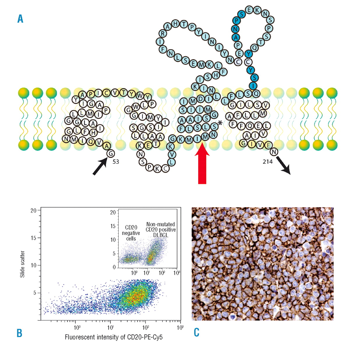 Rituximab Cd20