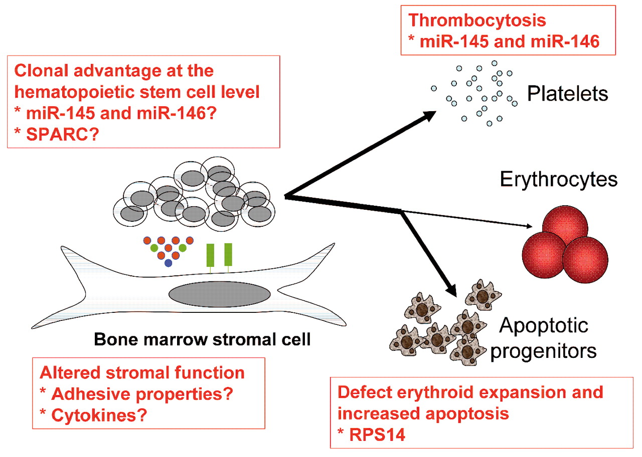 myelodysplastic syndrome diagram