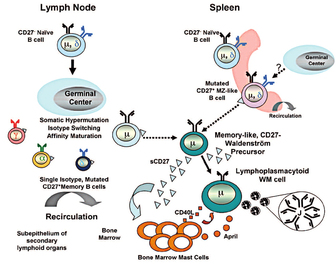 Pathophysiology Of Waldenströms Macroglobulinemia Haematologica 