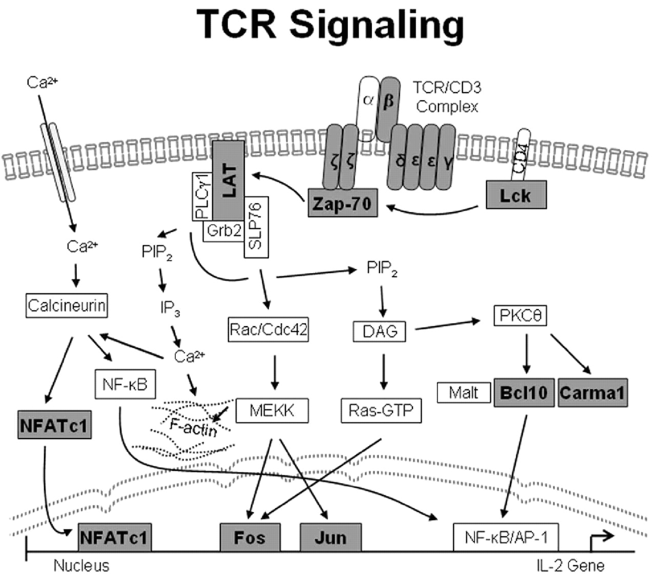 T Cell Receptor Complex