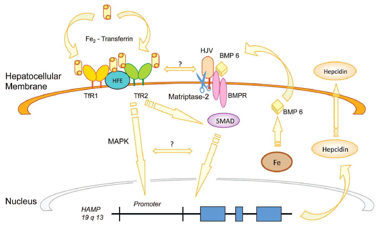 hemochromatosis gene