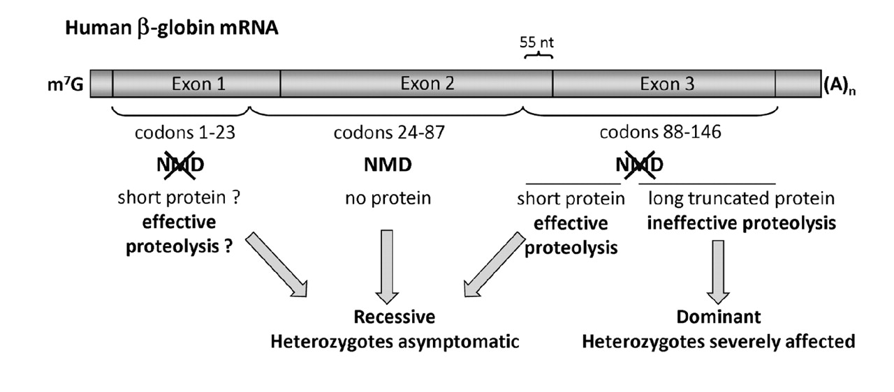 Control Of Human B Globin Mrna Stability And Its Impact On Beta Thalassemia Phenotype Haematologica