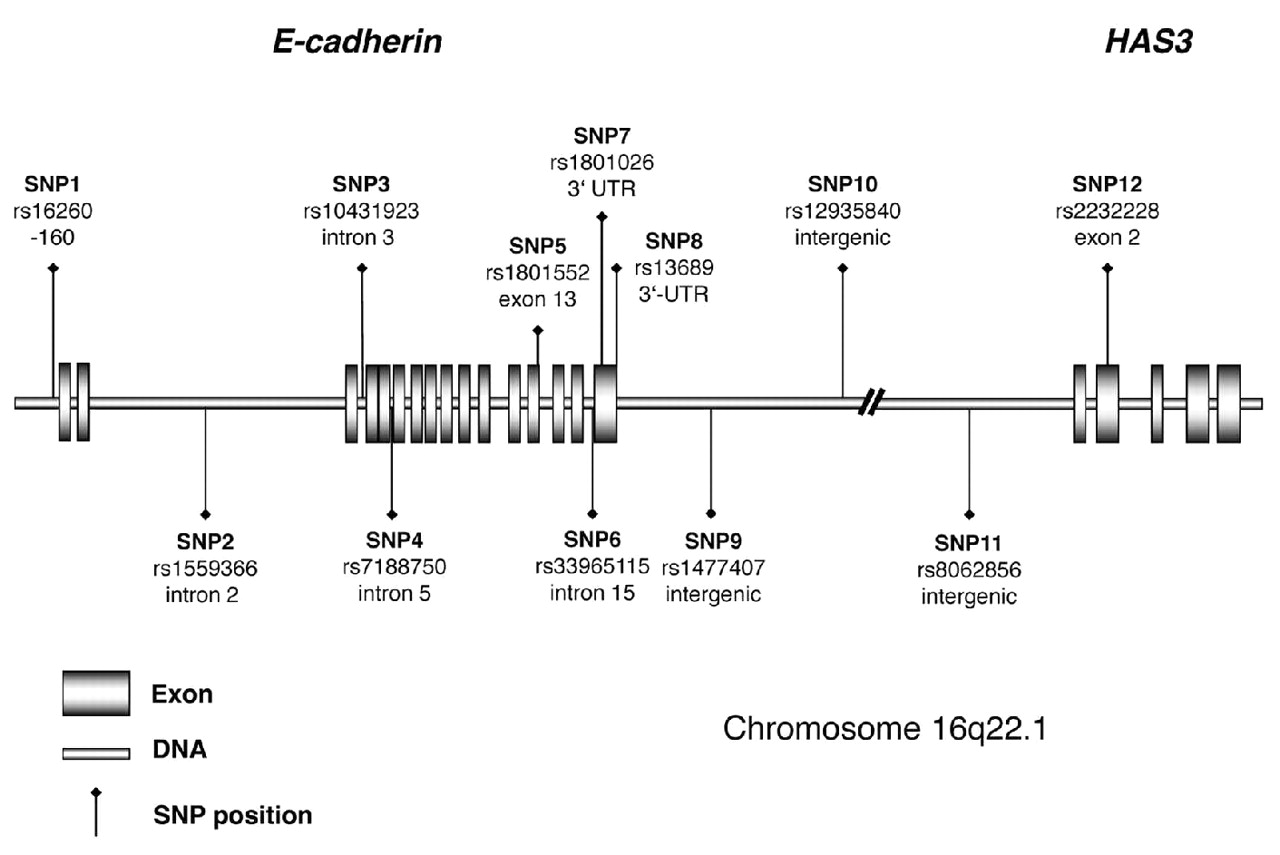 Cdh1 Gene. Mutation cdh1 Gene. Мутации в гене cdh1. Кадгерин. Ген 1 телефон