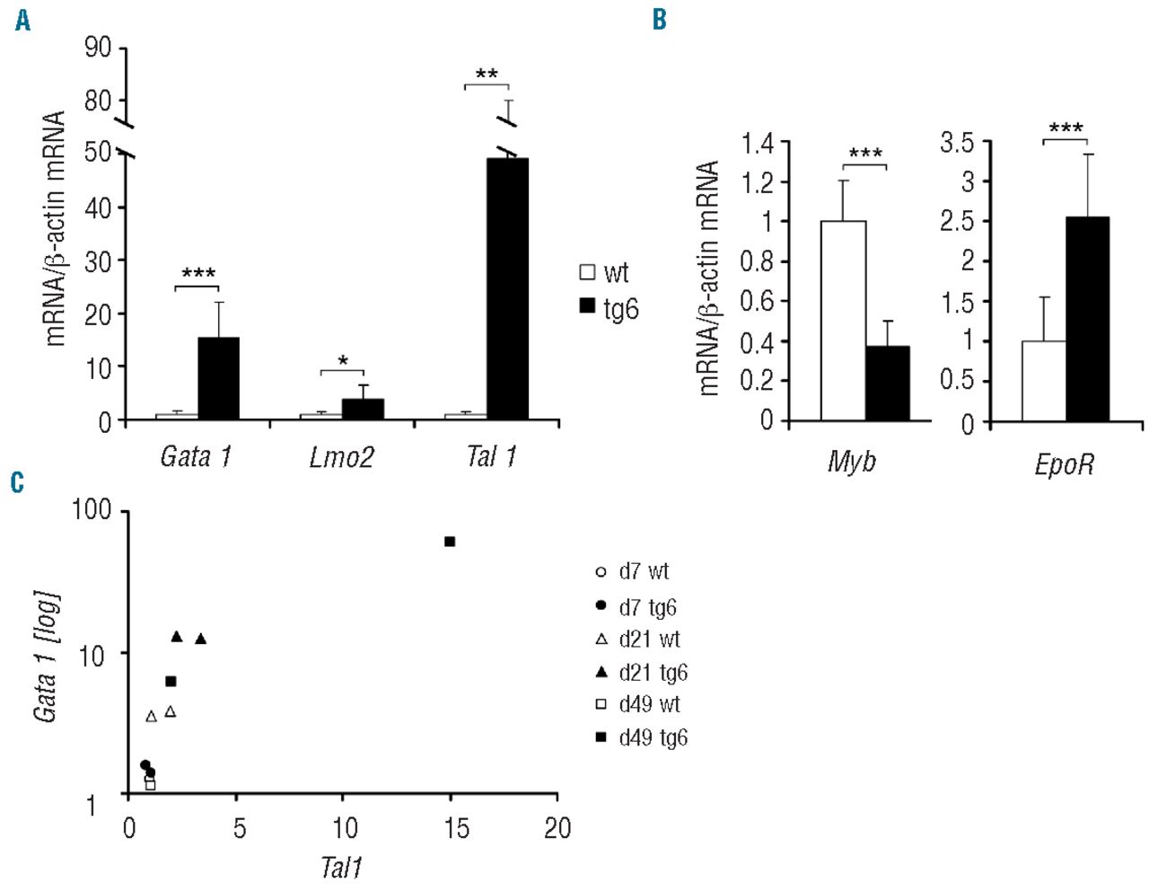 Mice Over Expressing Human Erythropoietin Indicate That Erythropoietin Enhances Expression Of Its Receptor Via Up Regulated Gata1 And Tal1 Haematologica