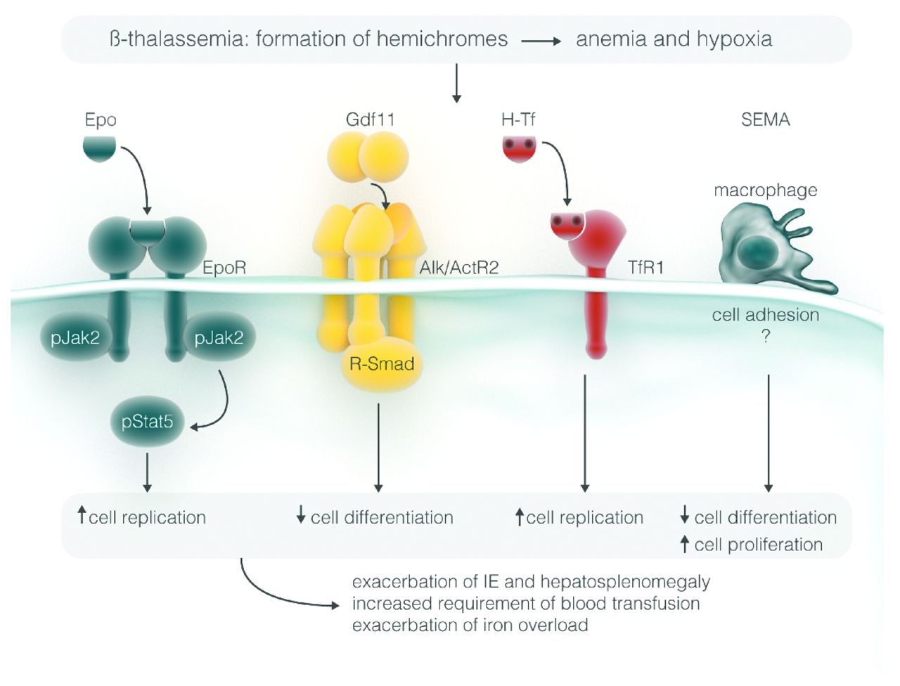 bap1 desmoplastic mesothelioma