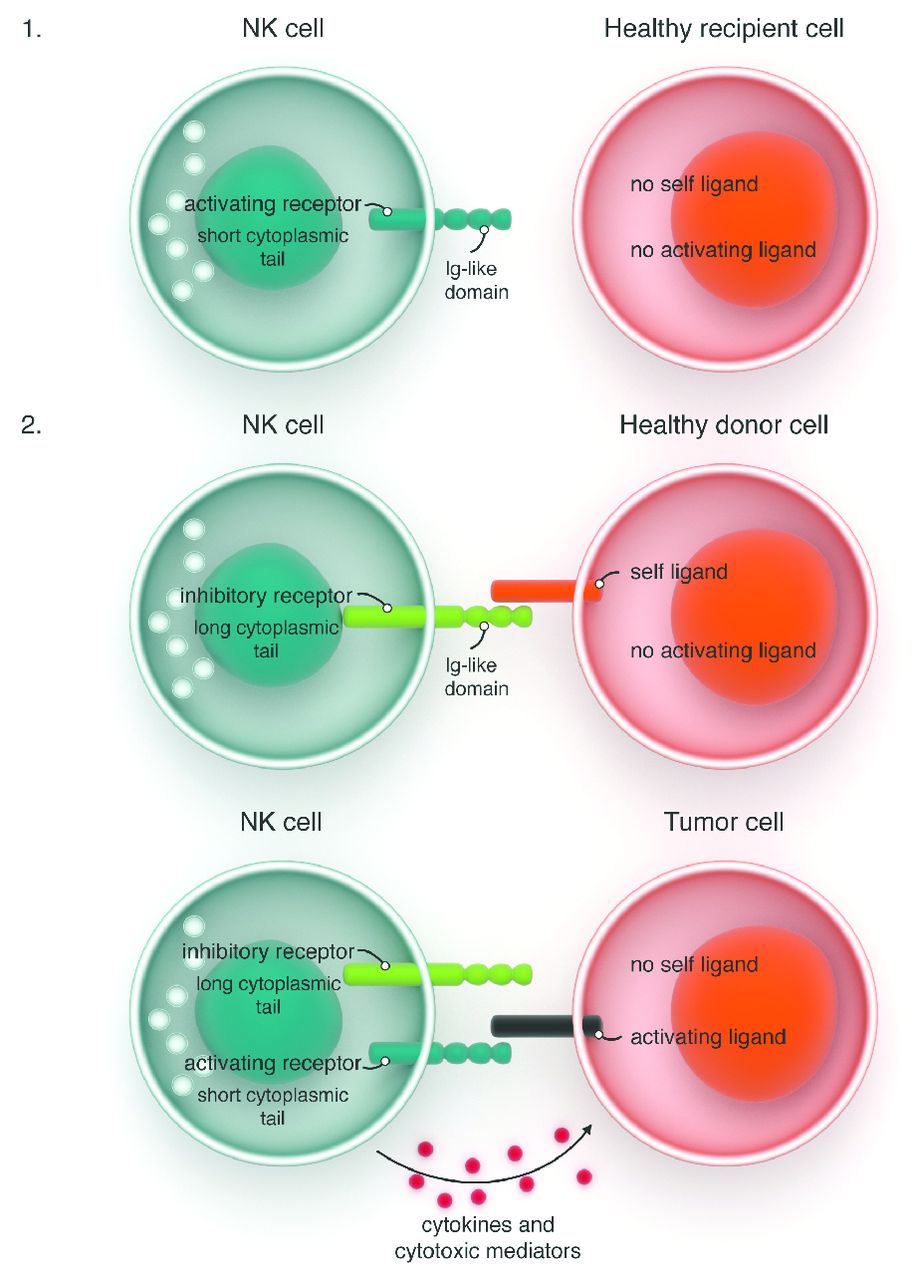 T Cell And Natural Killer Cell Therapies For Hematologic Malignancies