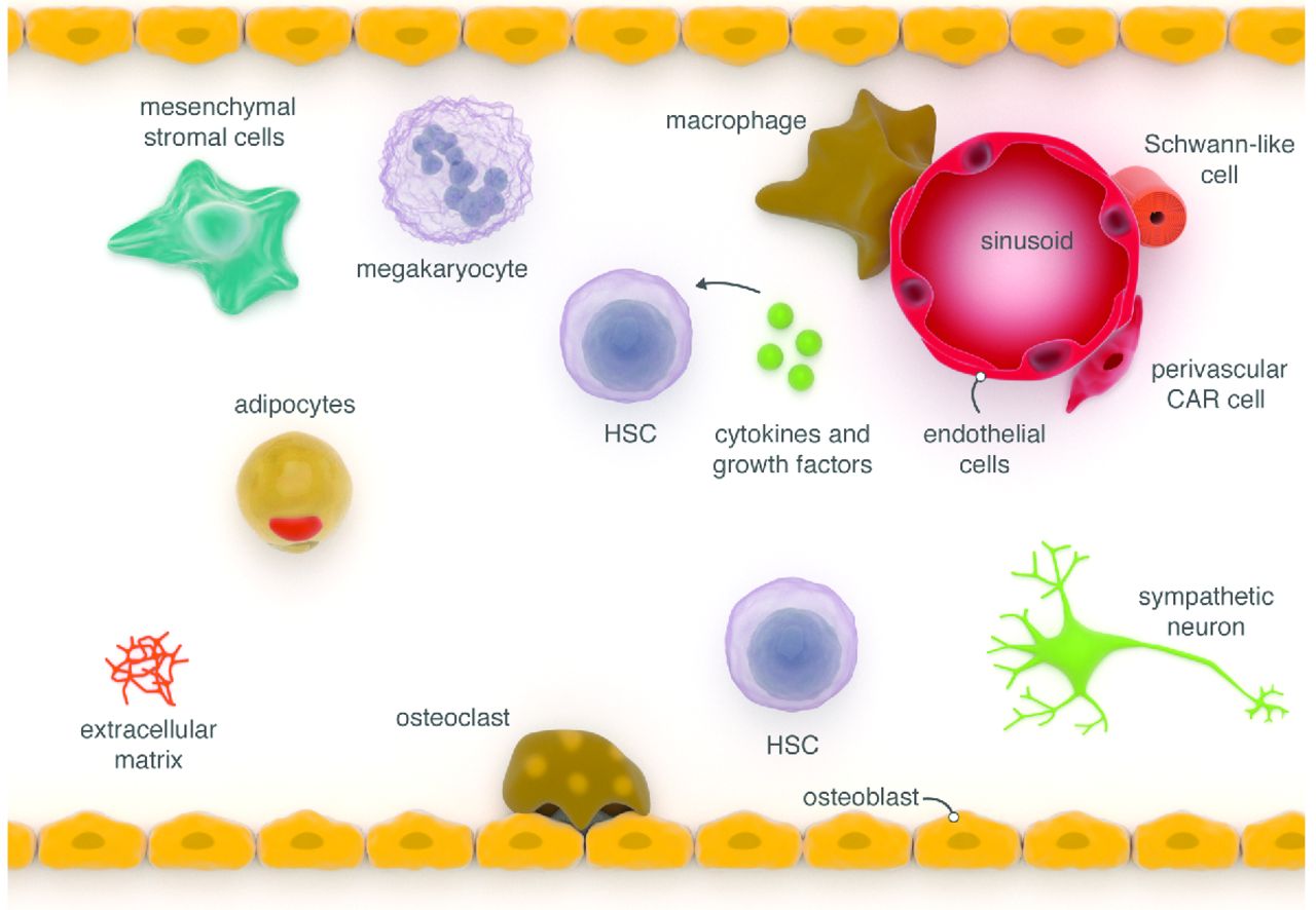 normal bone marrow cells