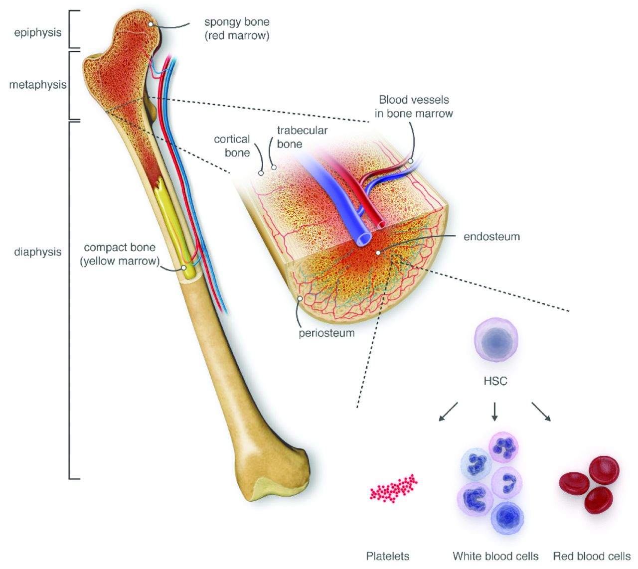 Bone marrow. Red Bone marrow. Red and Yellow Bone marrow. Красный и желтый костный мозг.