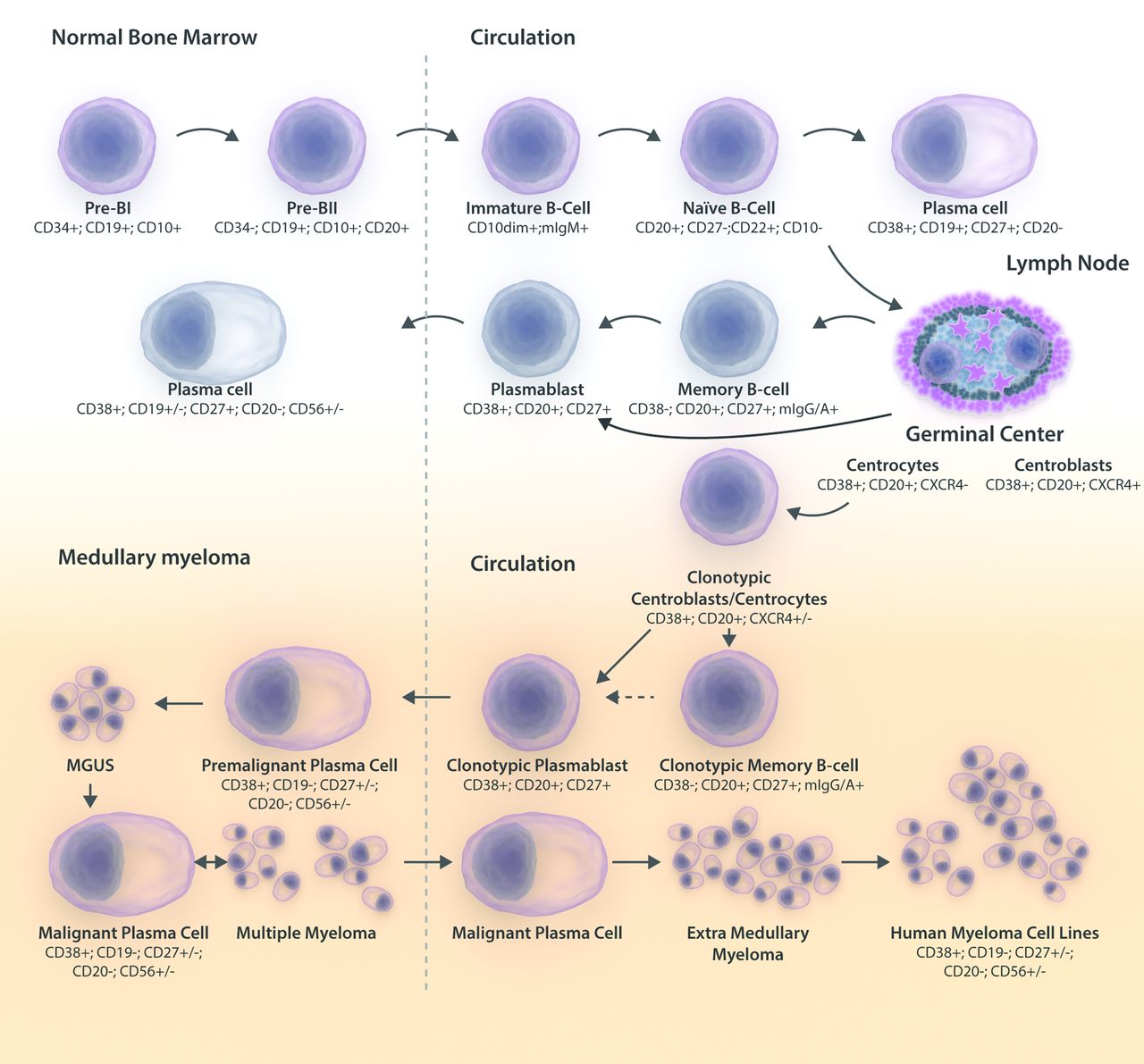 The myeloma stem cell concept, revisited: from phenomenology to ...