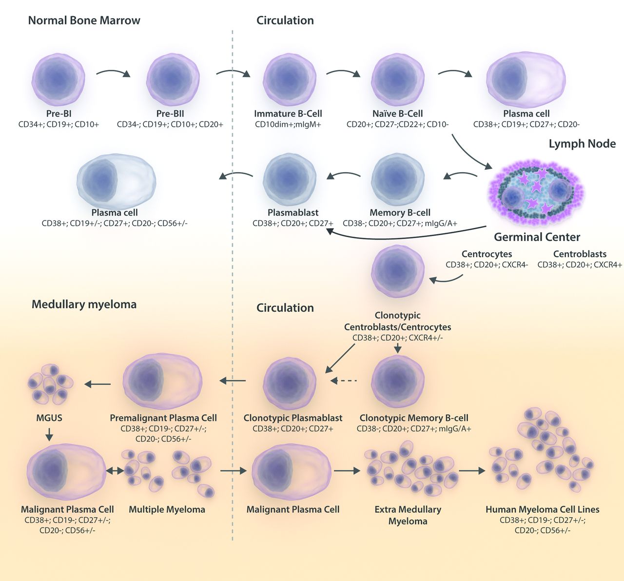 memory b cell markers