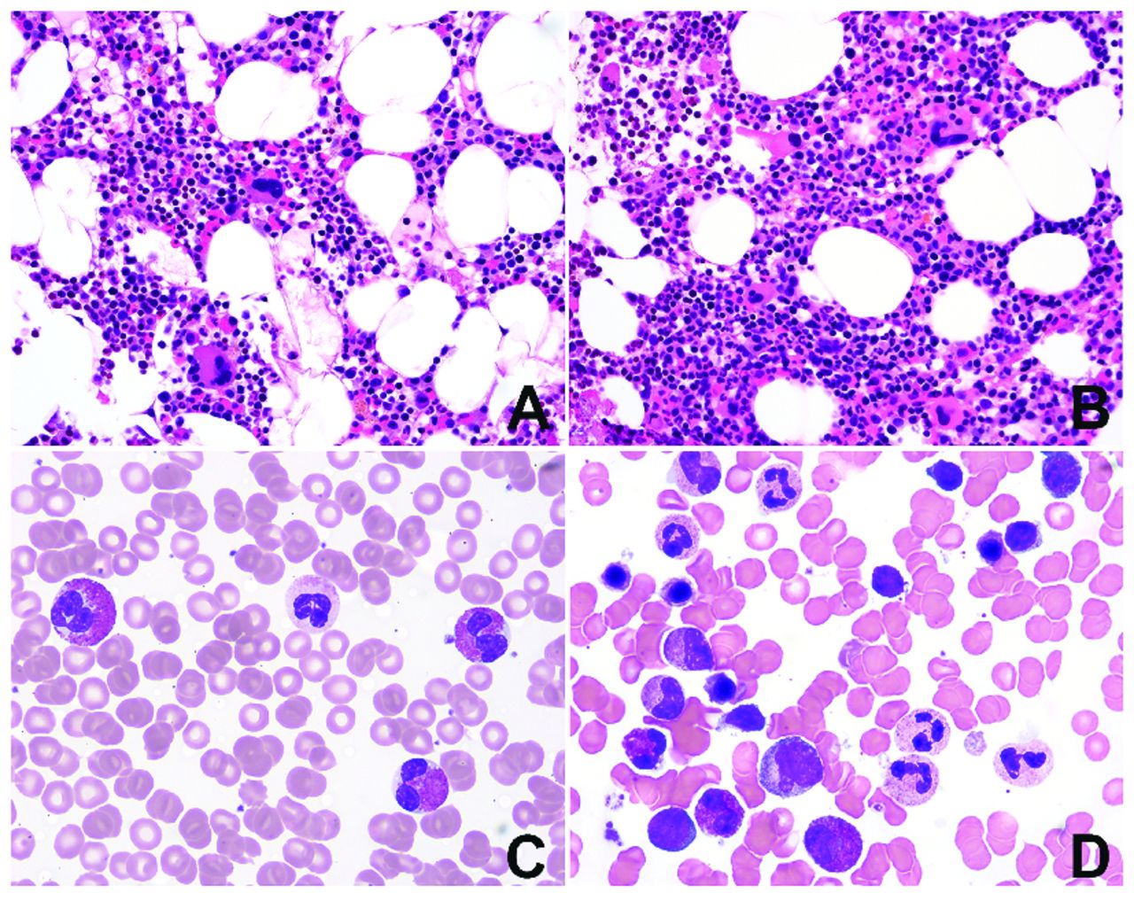 Histology guide