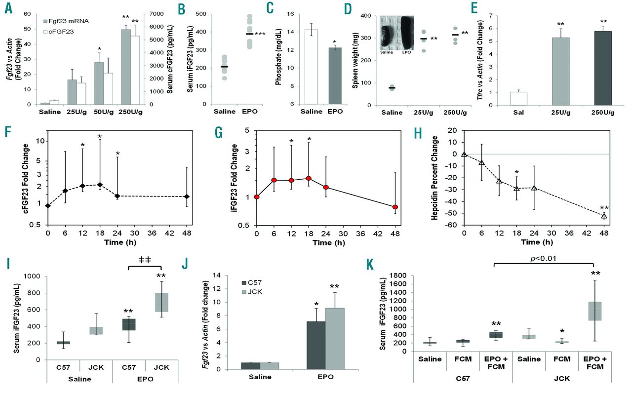 Erythropoietin Stimulates Murine And Human Fibroblast Growth Factor 23 Revealing Novel Roles For Bone And Bone Marrow Haematologica