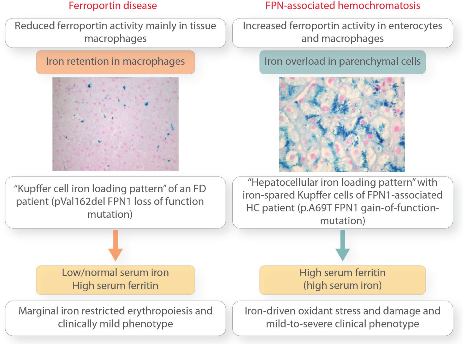 hemochromatosis treatment