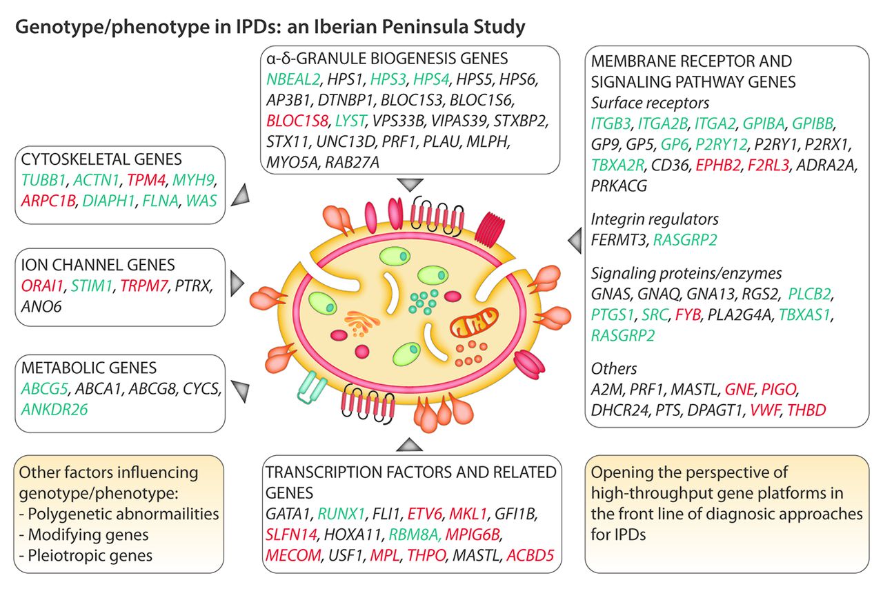 high-throughput-sequencing-for-rapid-diagnosis-of-inherited-platelet