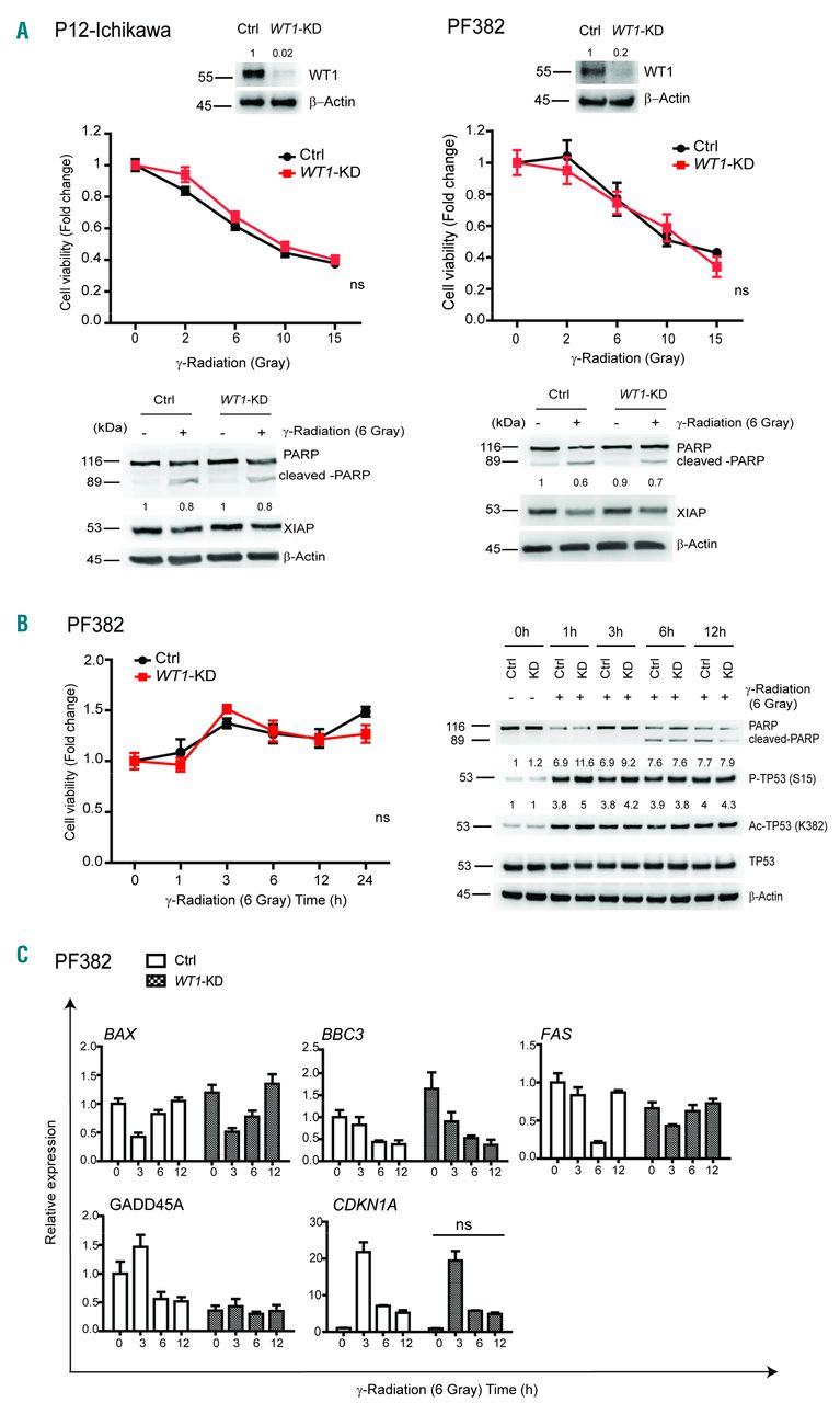 WT1 loss attenuates the TP53-induced DNA damage response in T-cell