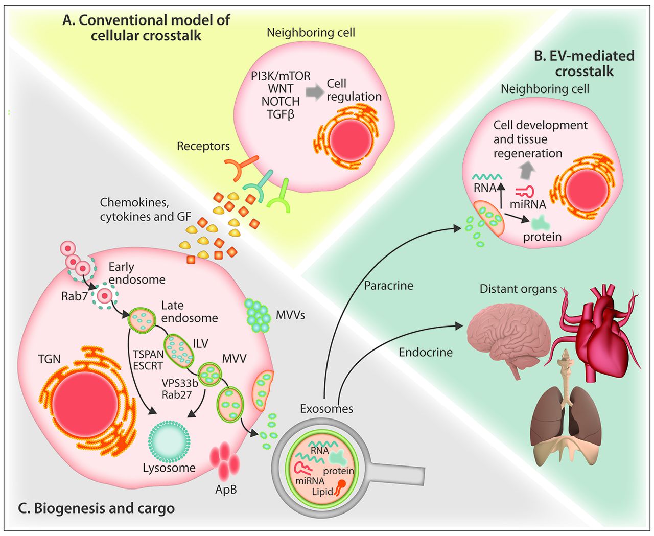 Structure And Function Of Vesicle