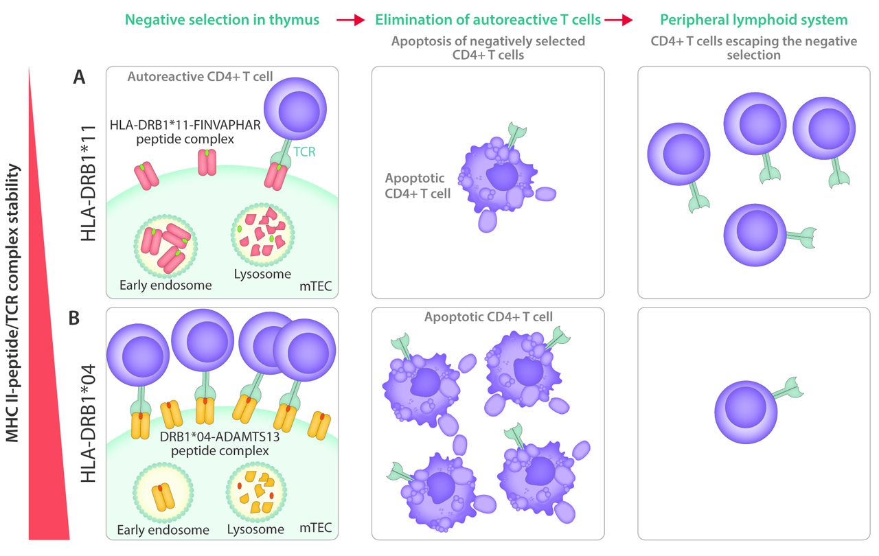 idiopathic thrombocytopenic purpura pathophysiology