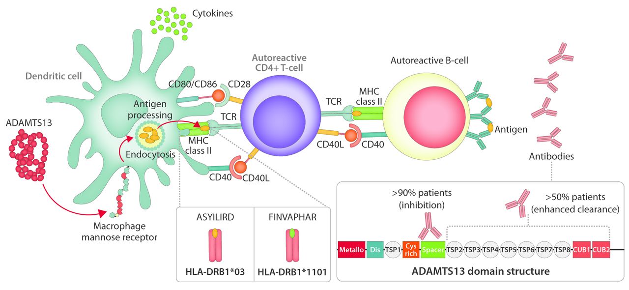 idiopathic thrombocytopenic purpura pathophysiology