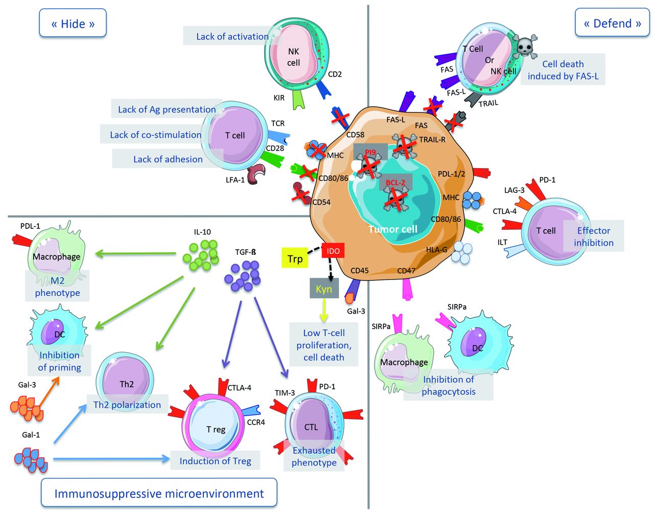 Hide or defend, the two strategies of lymphoma immune