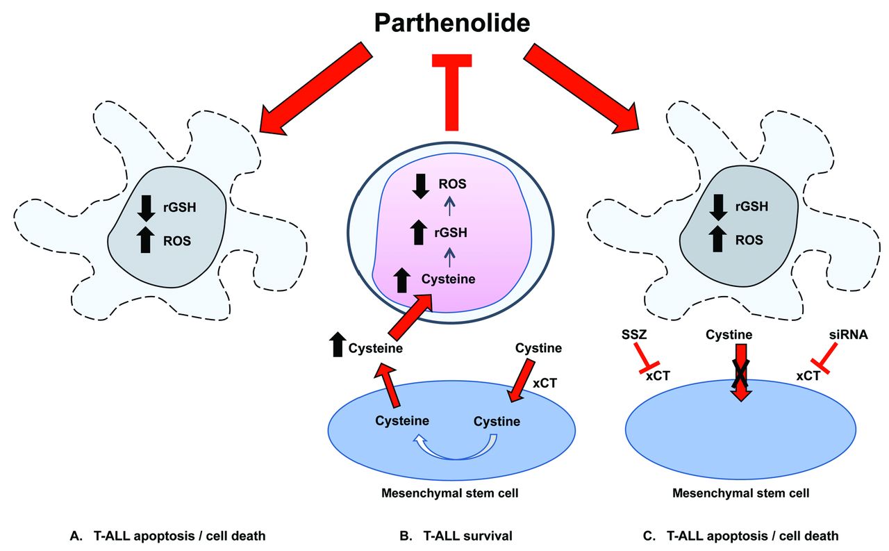 Investigating chemoresistance to improve sensitivity of childhood T