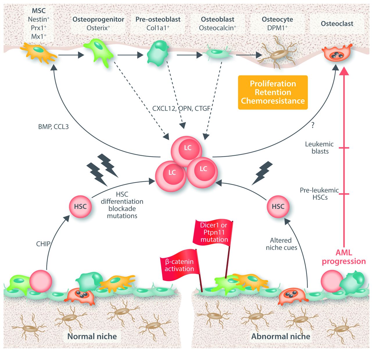 Osteogenic niche in the regulation of normal hematopoiesis and