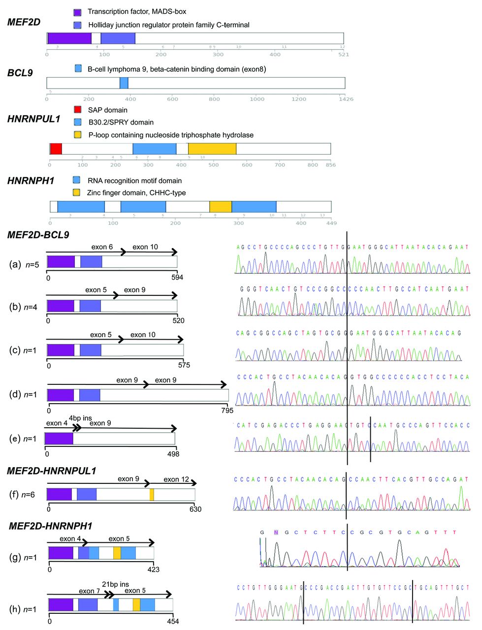 Clinical And Molecular Characteristics Of Mef2d Fusion Positive B Cell Precursor Acute Lymphoblastic Leukemia In Childhood Including A Novel Translocation Resulting In Mef2d Hnrnph1 Gene Fusion Haematologica