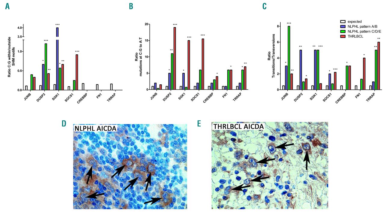 Junb Dusp2 Sgk1 Socs1 And Crebbp Are Frequently Mutated In T Cell Histiocyte Rich Large B Cell Lymphoma Haematologica