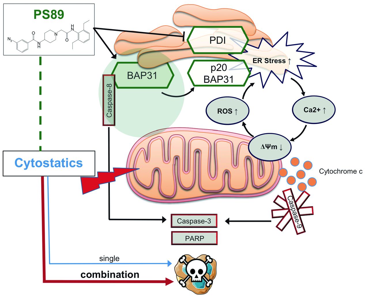 Targeting the endoplasmic reticulum-mitochondria interface sensitizes ...