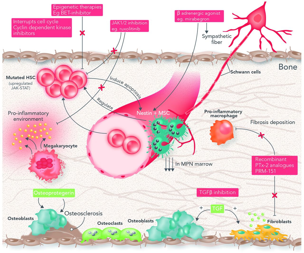 bone marrow hematopoietic stem cells