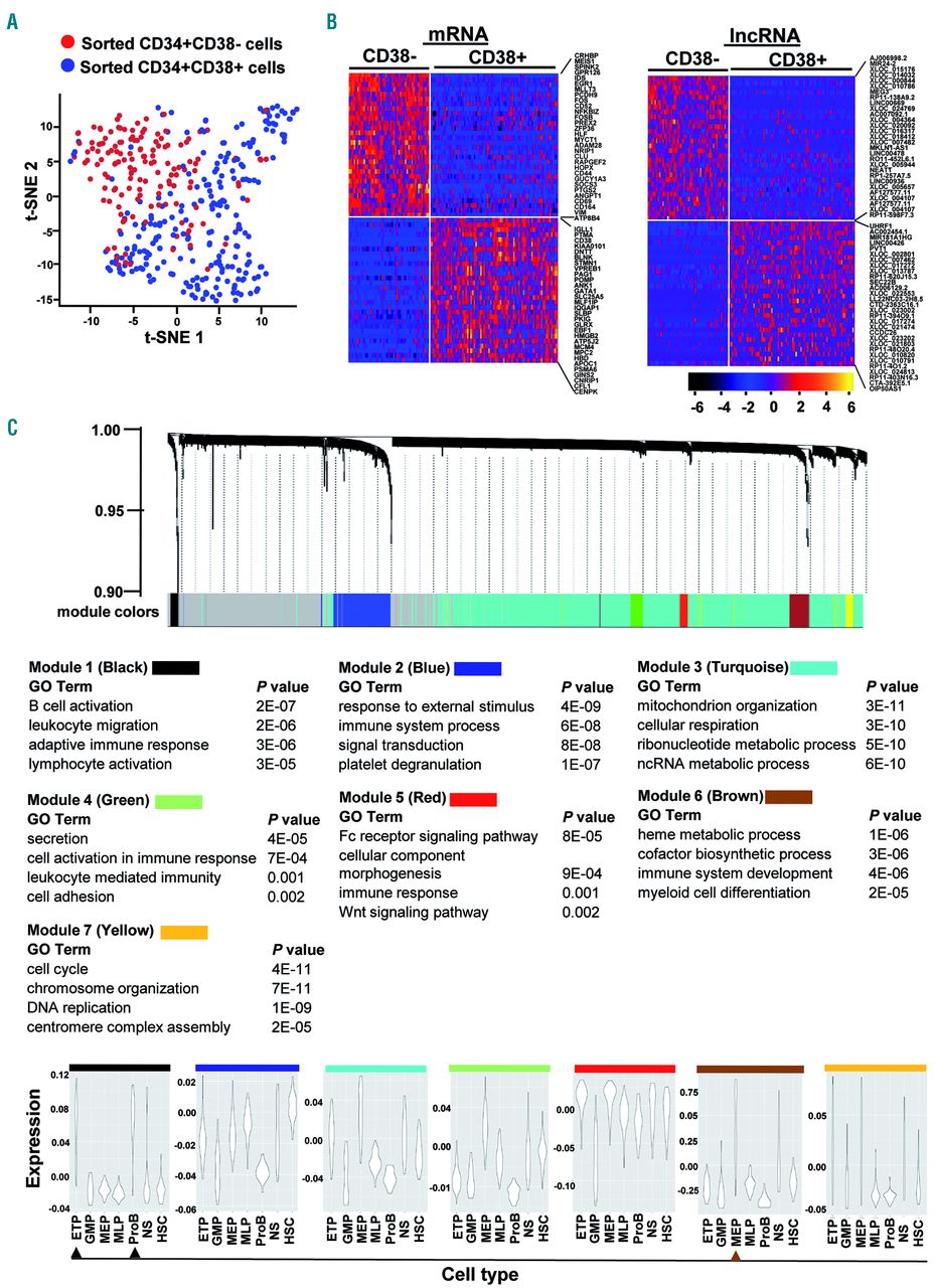 Characterization of long noncoding RNA and messenger RNA