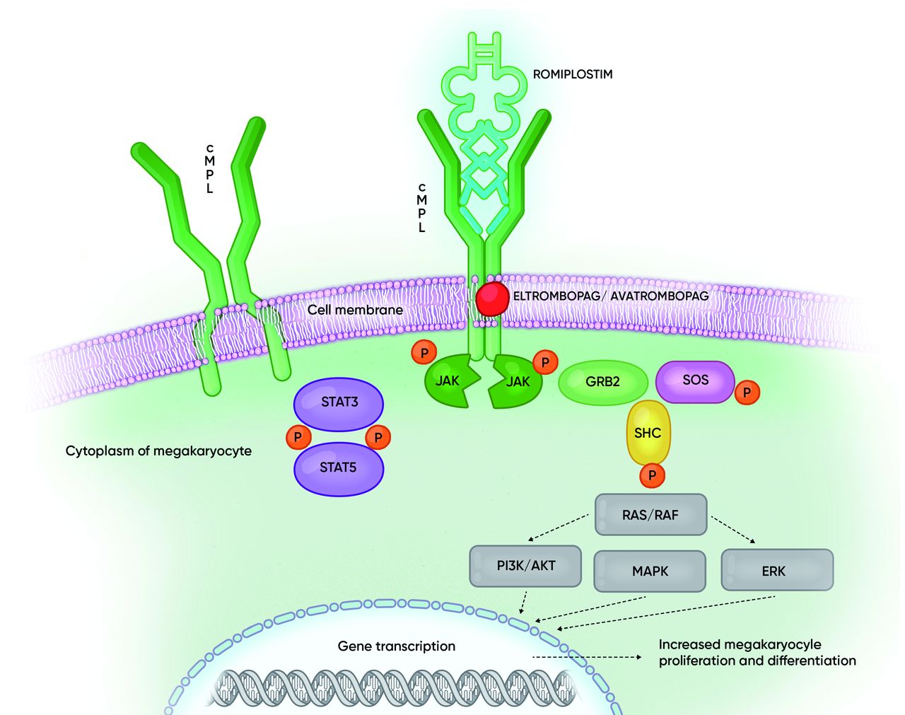 Thrombopoietin Receptor Agonists Ten Years Later Haematologica