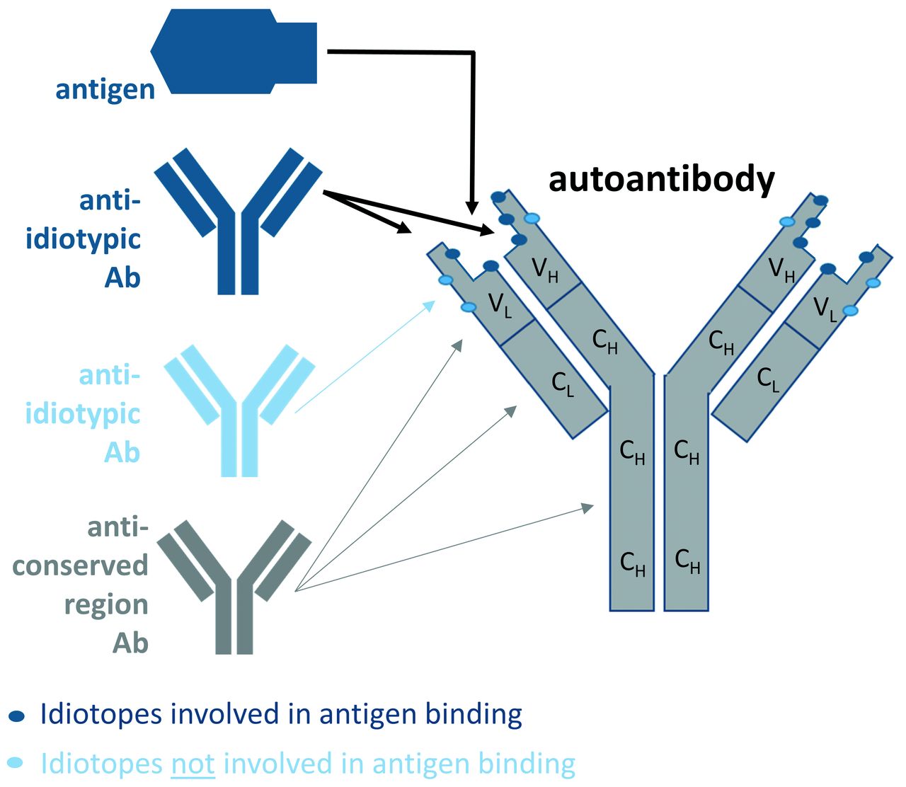 Generation of antiidiotypic antibodies to detect antispacer antibody