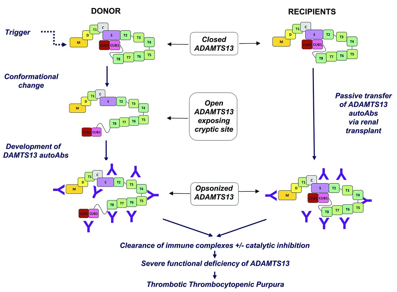 thrombotic thrombocytopenic purpura pathophysiology