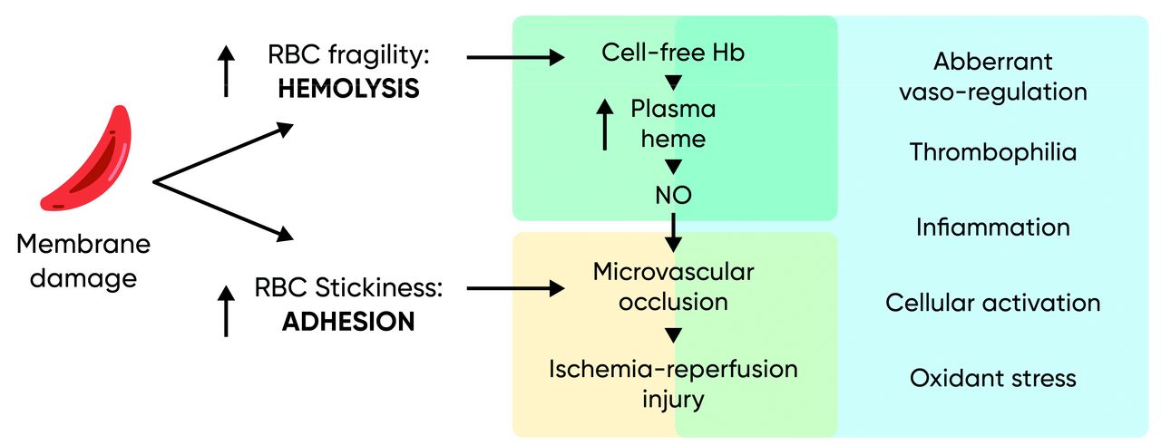 What is the etiology of sickle cell anemia