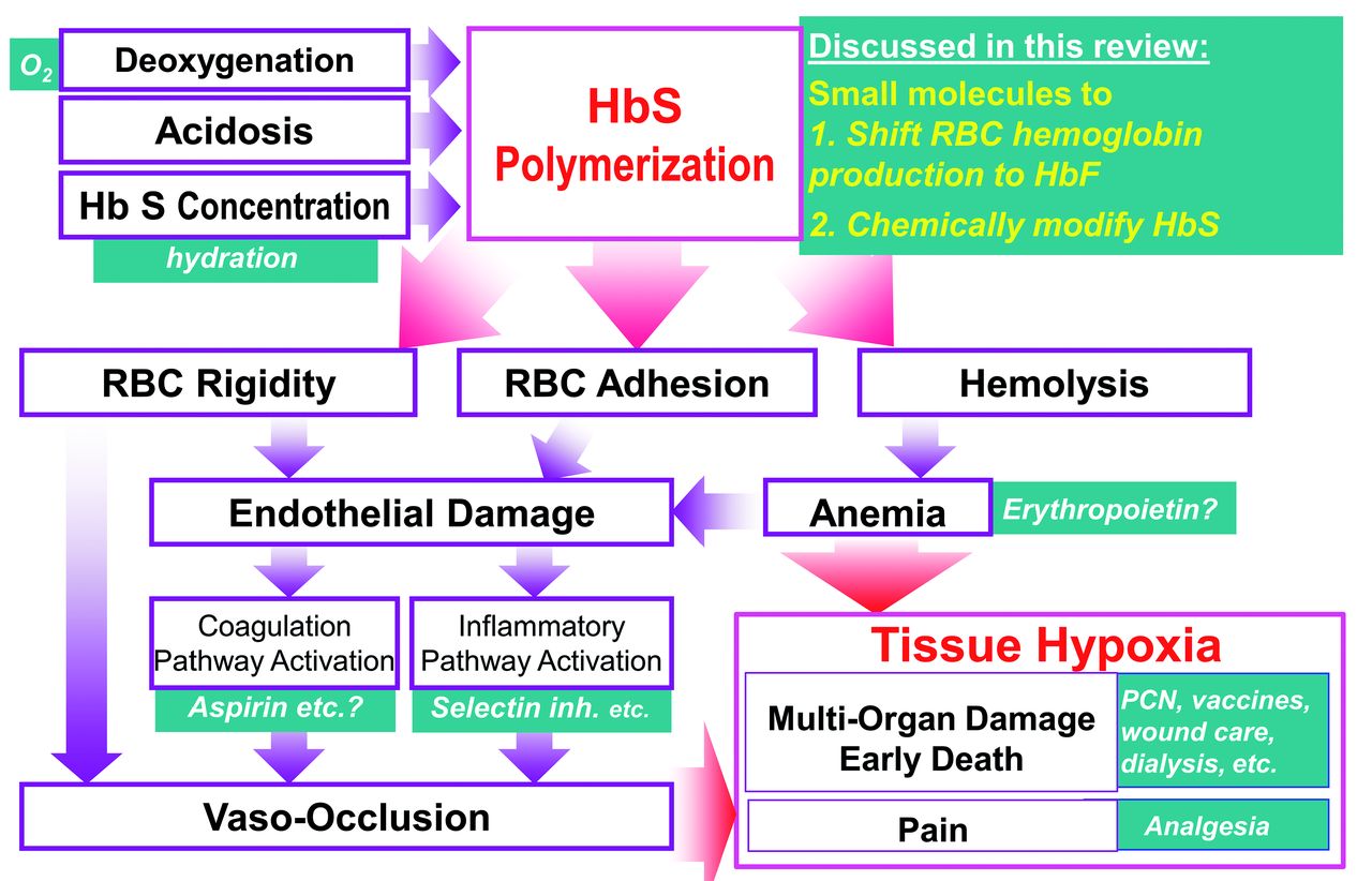 Pathophysiology Of Sickle Cell Anemia Youtube Vrogue Co