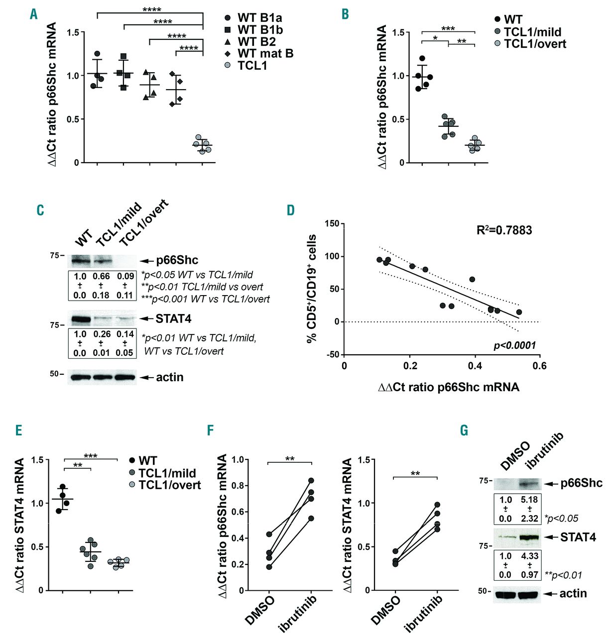 P66shc Deficiency In The Em Tcl1 Mouse Model Of Chronic Lymphocytic Leukemia Enhances Leukemogenesis By Altering The Chemokine Receptor Landscape Haematologica