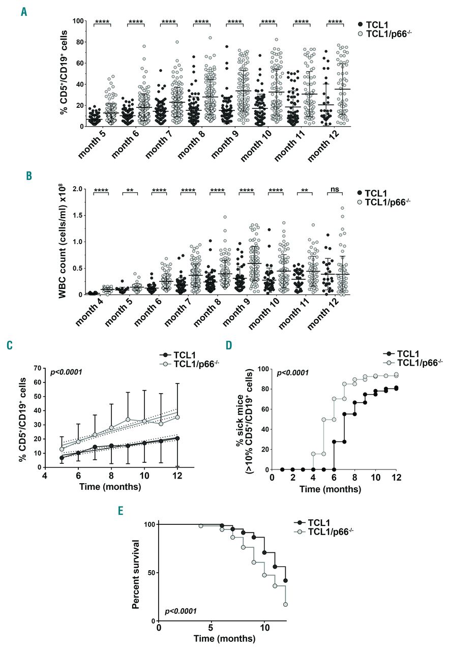 P66shc Deficiency In The Em Tcl1 Mouse Model Of Chronic Lymphocytic Leukemia Enhances Leukemogenesis By Altering The Chemokine Receptor Landscape Haematologica