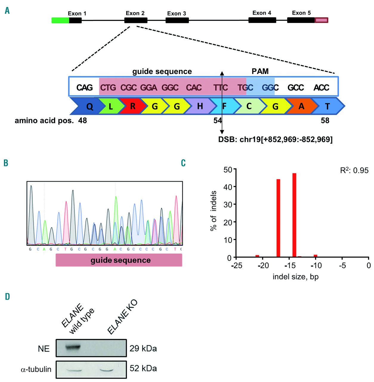 Crispr Cas9 Mediated Elane Knockout Enables Neutrophilic Maturation Of Primary Hematopoietic Stem And Progenitor Cells And Induced Pluripotent Stem Cells Of Severe Congenital Neutropenia Patients Haematologica