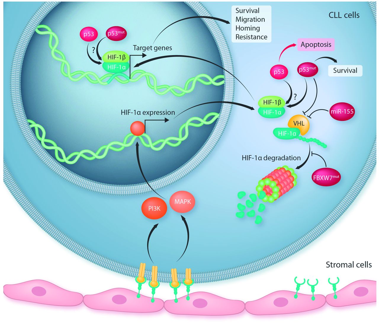 HIF-1α: a potential treatment target in chronic ...