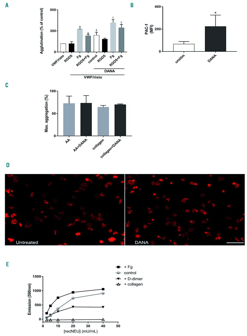 The Role Of Neuraminidase 1 And 2 In Glycoprotein Iba Mediated Integrin Aiibb3 Activation Haematologica